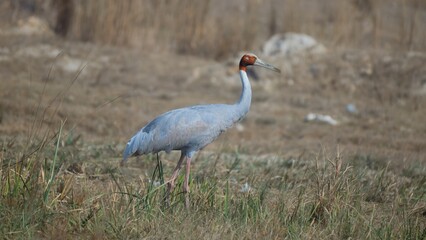 Crane
A close-up view of a crane strolling through a grass-filled wetland, emphasizing its elegant plumage and natural habitat, showcasing the beauty and serenity of the wildlife environment.