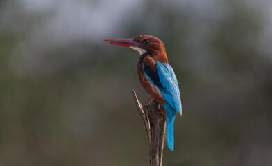 Kingfisher
Brightly Colored Kingfisher Perched on a Tree Branch in Natural Environment