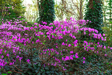 Vibrant Rhododendron Bushes in Full Bloom Surrounded by the Beauty of a Lush Green Forest