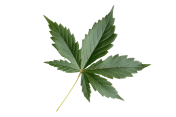 green cannabis leaf isolated on white background PNG
