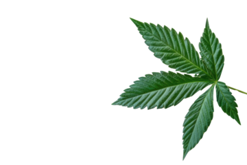 green cannabis leaf isolated on white background PNG