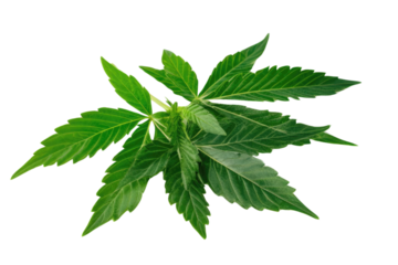 green cannabis leaf isolated on white background PNG