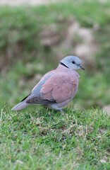 Red Collared Dove
Colorful Dove Standing on Green Grass in a Natural Garden Setting