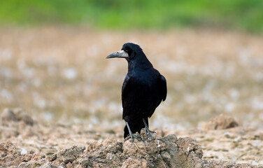 Rook
Black Crow Perched on Muddy Ground in Nature Setting