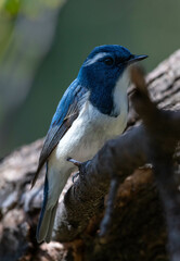 Ultramarine Flycatcher
Close-Up of a Blue and White Bird Perching on a Tree Branch