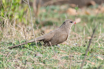 Sirkeer Malkoha
Peaceful Brown Bird Perched on Grass in Natural Environment Outdoors