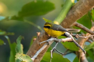 Yellow Bellied Fantail
Colorful Yellow and Black Bird Exploring a Tree Branch in Nature
