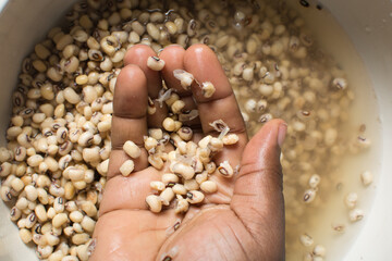 Overhead view of beans being washed, top view of blackeyed beans being washed to make nigerian moi-moi or bean cake, process of peeling beans skin by hand