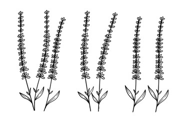 Minimalist Lavender Line Art Floral Collection.Vector Illustration