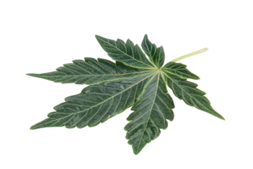 green cannabis leaf isolated on white background PNG
