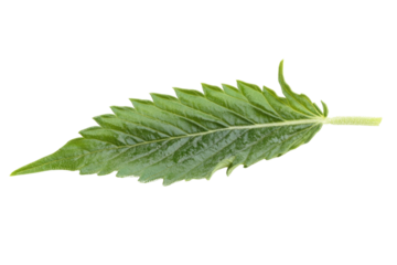 green cannabis leaf isolated on white background PNG