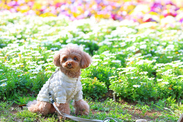 花畑の前でお座りするトイ・プードル