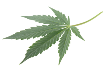 green cannabis leaf isolated on white background PNG