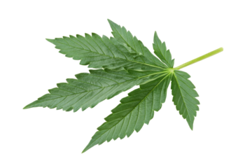 green cannabis leaf isolated on white background PNG
