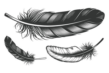 Feathers vector. Set of birds' feathers vector illustration on white background.