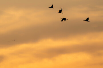Sandhill cranes migration; Crane Trust; Nebraska