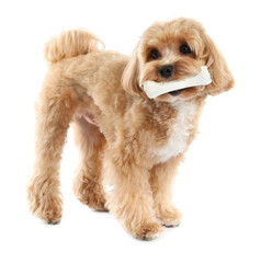 Cute dog with chew bone on white background
