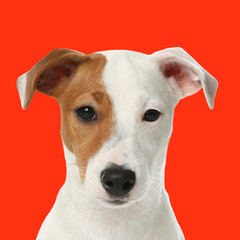 Cute Jack Russell Terrier on red background. Dog portrait