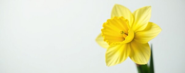 Fototapeta premium Single bright yellow daffodil bulb on white background, flower, closeup