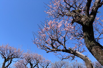 梅咲き誇る梅ノ段　（高知県　高知市）
