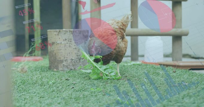 Pecking grass, chicken with animated data visualization overlay in field setting