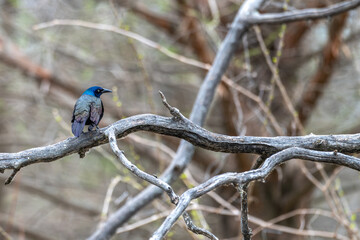 Common grackle perched in a bare tree.