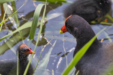 Two birds are in the water, one is smaller than the other