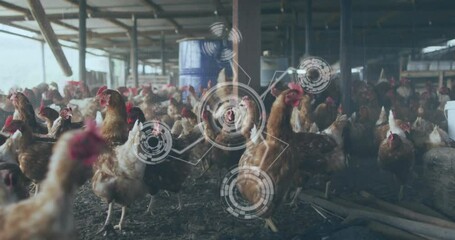 In barn, chickens with digital data processing animation overlay on screen - Powered by Adobe