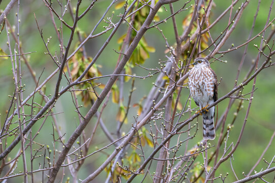 Sharp-shinned hawk perched in a tree.