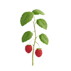 Fresh raspberries on green stem with vibrant leaves, showcasing their natural beauty and delicious appeal