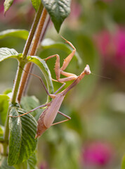 A white praying mantis climbs quietly through vegetation in the garden in Southern California.  