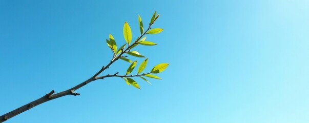Single long isolated branch against a blue sky, sky, long, peaceful