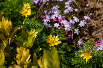 Close-up photo of yellow Adonis (Adonis amurensis) flowers and purple Phlox subulata flowers in bloom in spring
