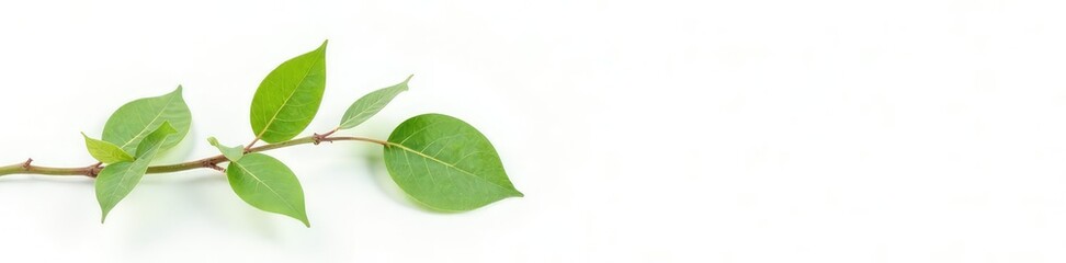Fototapeta premium A few sprigs of greenery with leaves against a white plain background, branchy, botanical