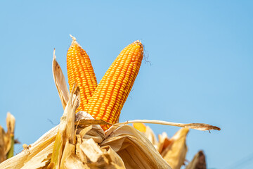 Closeup of dried corn cob at the farm.