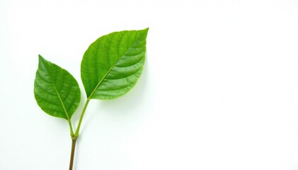 Fototapeta premium Single stem of green leaf isolated on white background, flora, plant, garden