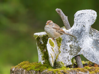 Female Adult or Immature Male White-crowned Sparrow
