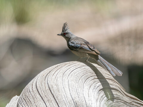 Female Phainopepla in Arizona