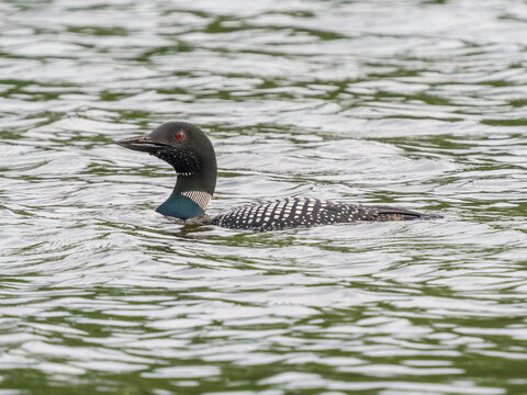 A Common Loon in Alaska