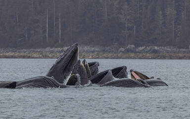 Humpback Whale Bubble Net Fishing Sitka Alaska