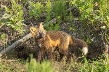 Alaskan Red fox siblings playing 