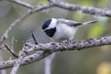 Black-capped Chickadee Sitting on a Branch