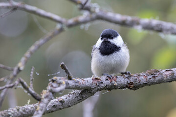 Black-capped Chickadee Sitting on a Branch