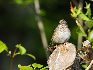A Lincoln's Sparrow in Alaska