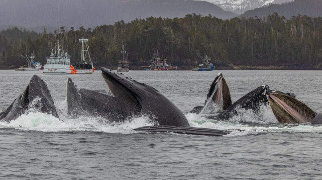 Humpback Whale Bubble Net Fishing Sitka Alaska