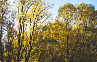 Gorgeous autumn landscape in new zealand central otago golden yellow leaves 