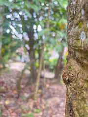 The trunk of the rubber tree (Hevea brasiliensis) seen up close has interesting and unique characteristics.