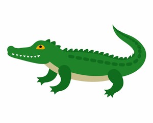  American Alligator  on white background.