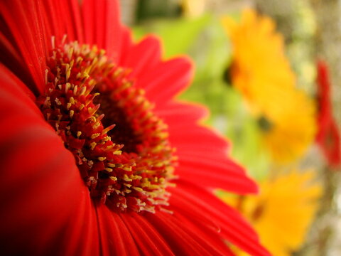 Flor vermelha 