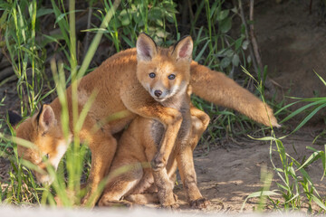 Alaskan Red fox siblings playing 